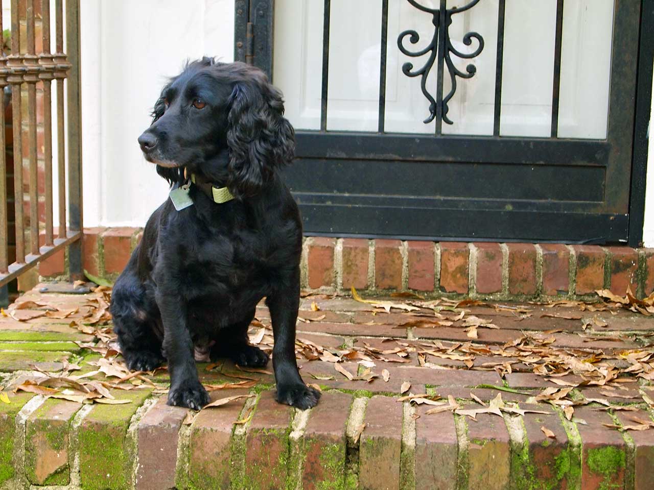 salvation_south_dog_won't_hunt_1 salvation_south_dog_won't_hunt_1
