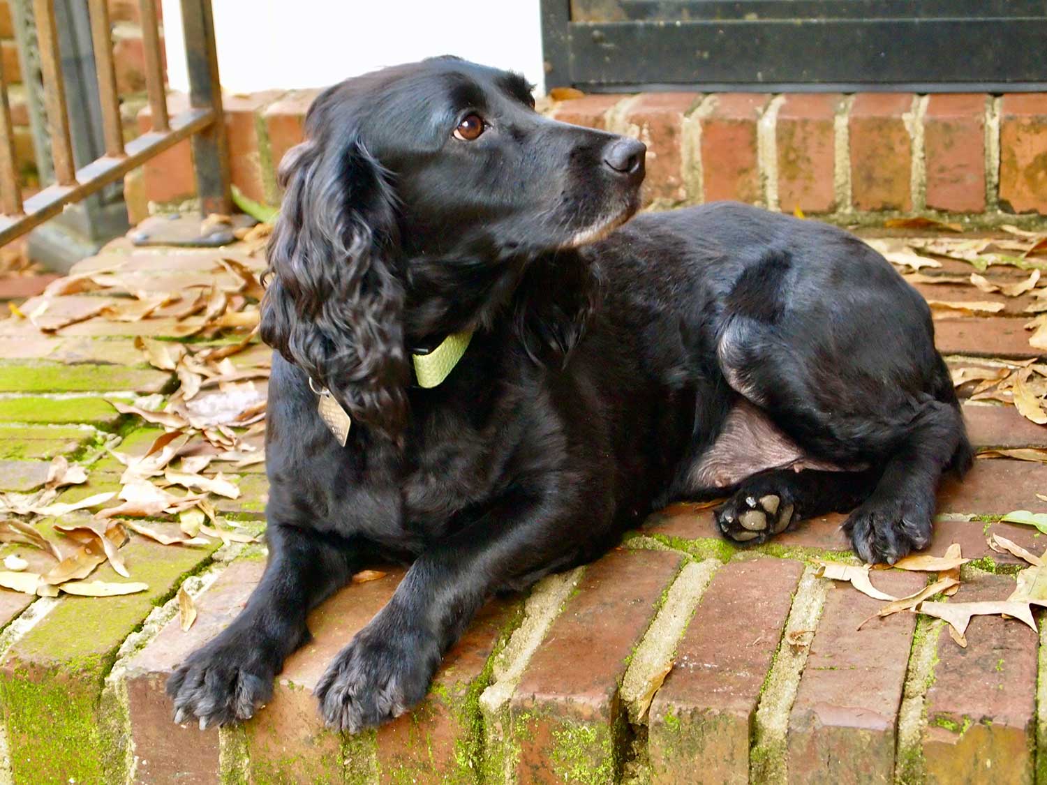 salvation_south_dog_won't_hunt_ftd salvation_south_dog_won't_hunt_ftd