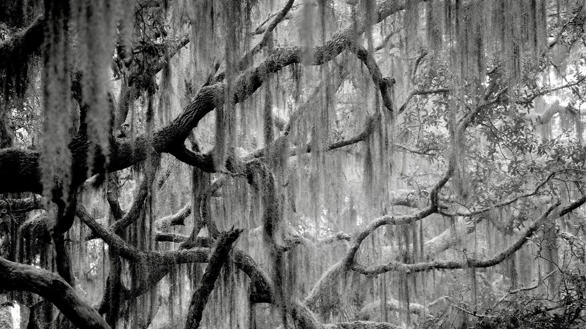 COMPRESSED-SPANISH-MOSS-Down-South---2-of-4 COMPRESSED-SPANISH-MOSS-Down-South---2-of-4