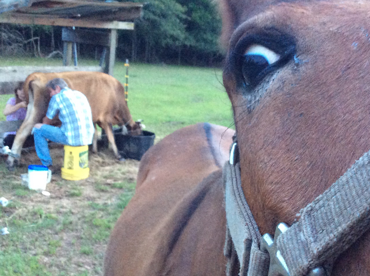 COMPRESSED-MULE-EYE COMPRESSED-MULE-EYE