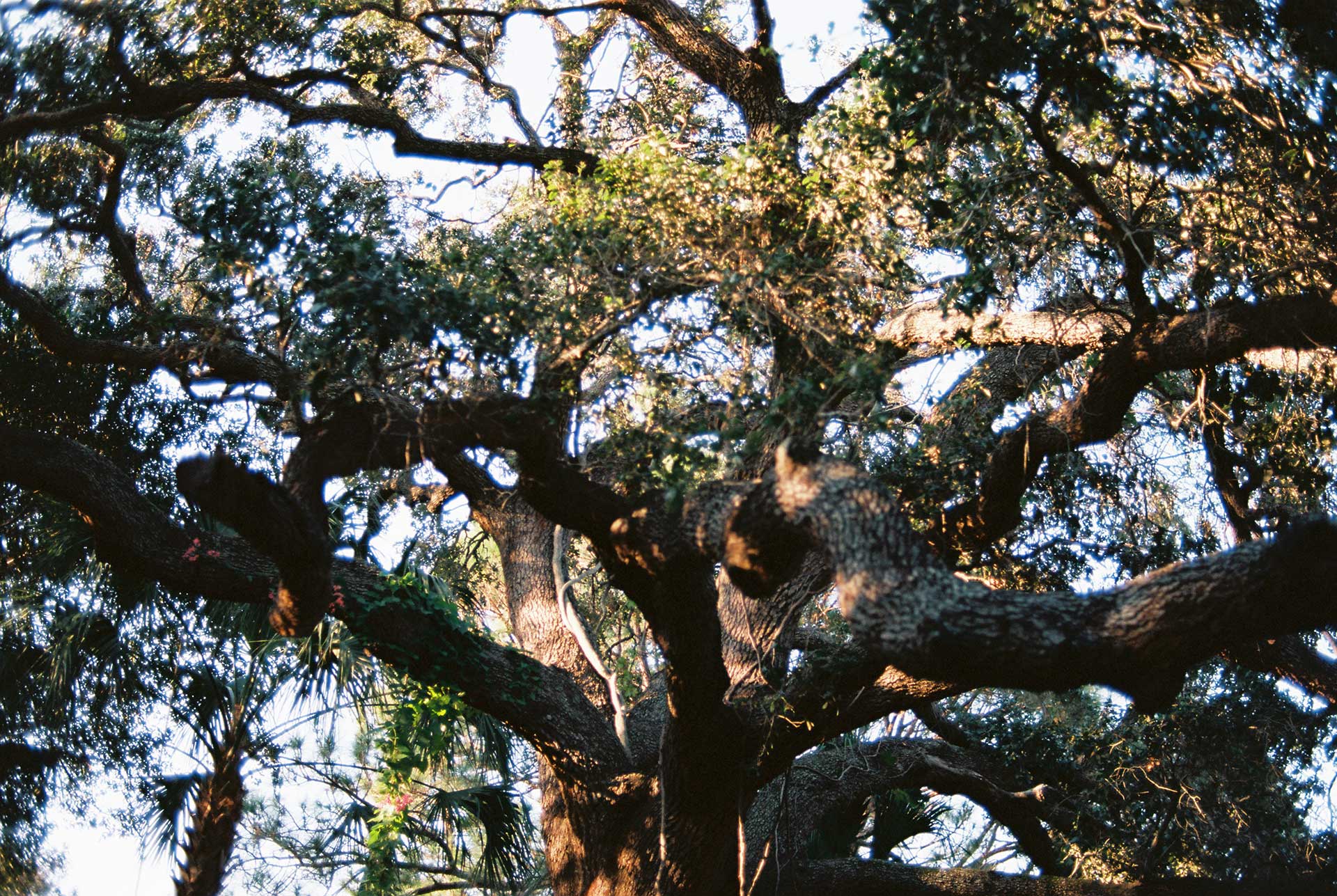 We moved our operation beneath the shade of a live oak. (Photo by Ethan Payne)