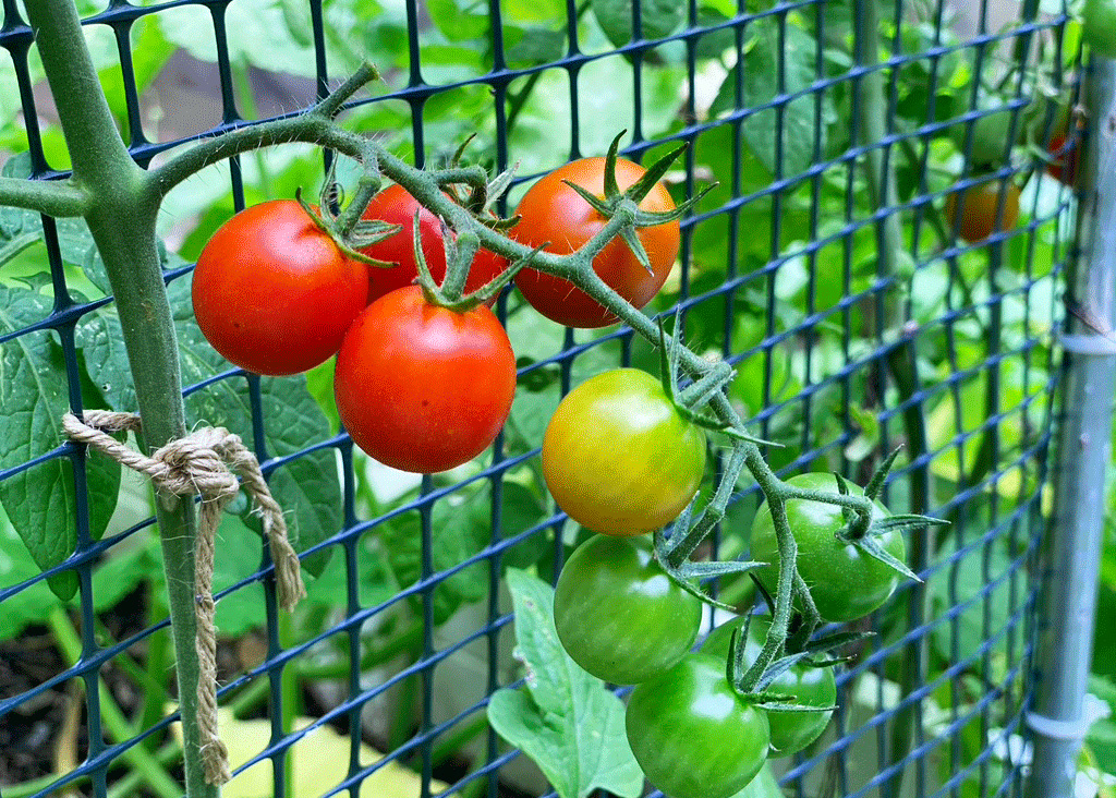 COMPRESSED-tomatoes