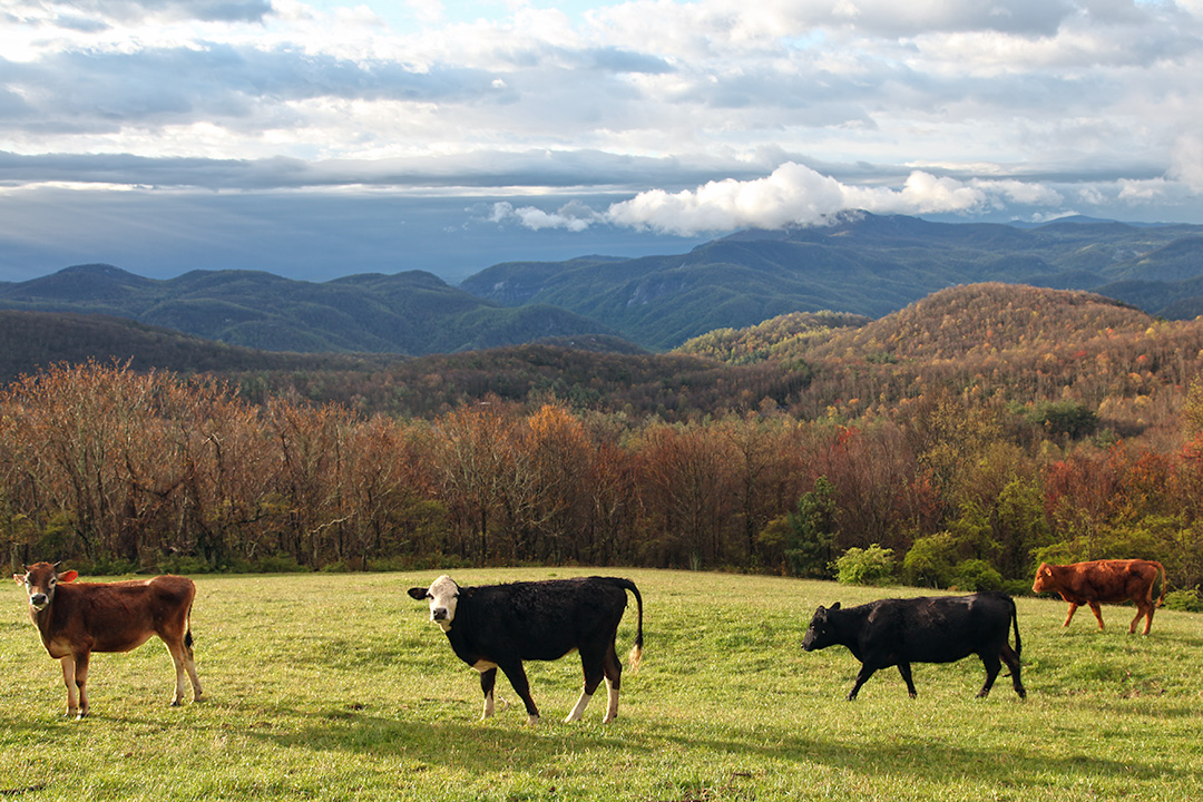 Cows atop North Carolina's Little Mount Pisgah (photograph by Jonathan Jackson)