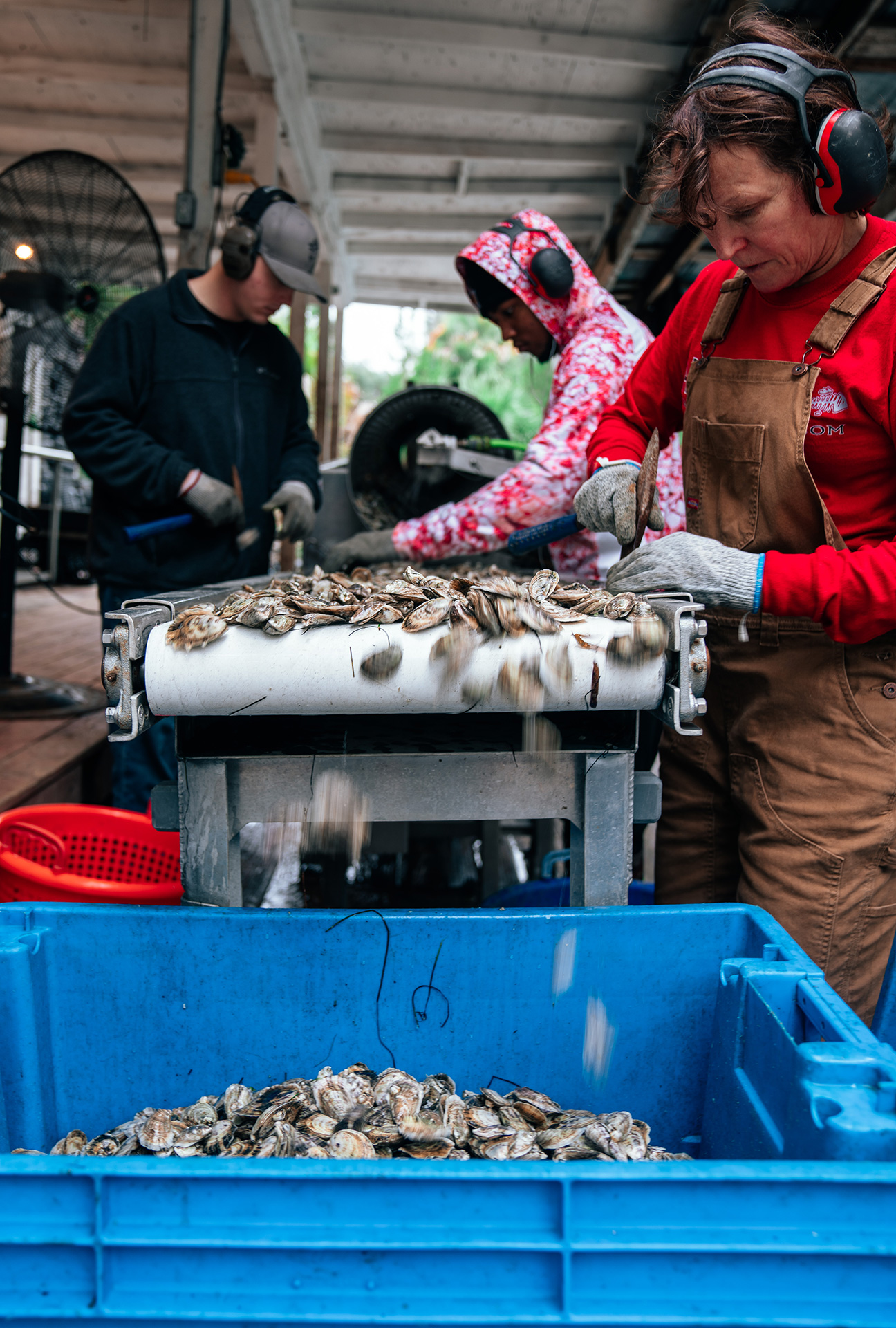 Oysters pulled out of the water are sent through the tumbler to get rid of growth on the shells. Buildup on the oyster shells needs to be broken off with tools as they go down the conveyor belt. Tumbling the oysters helps strengthen the shells and makes deeper cups in the oyster.