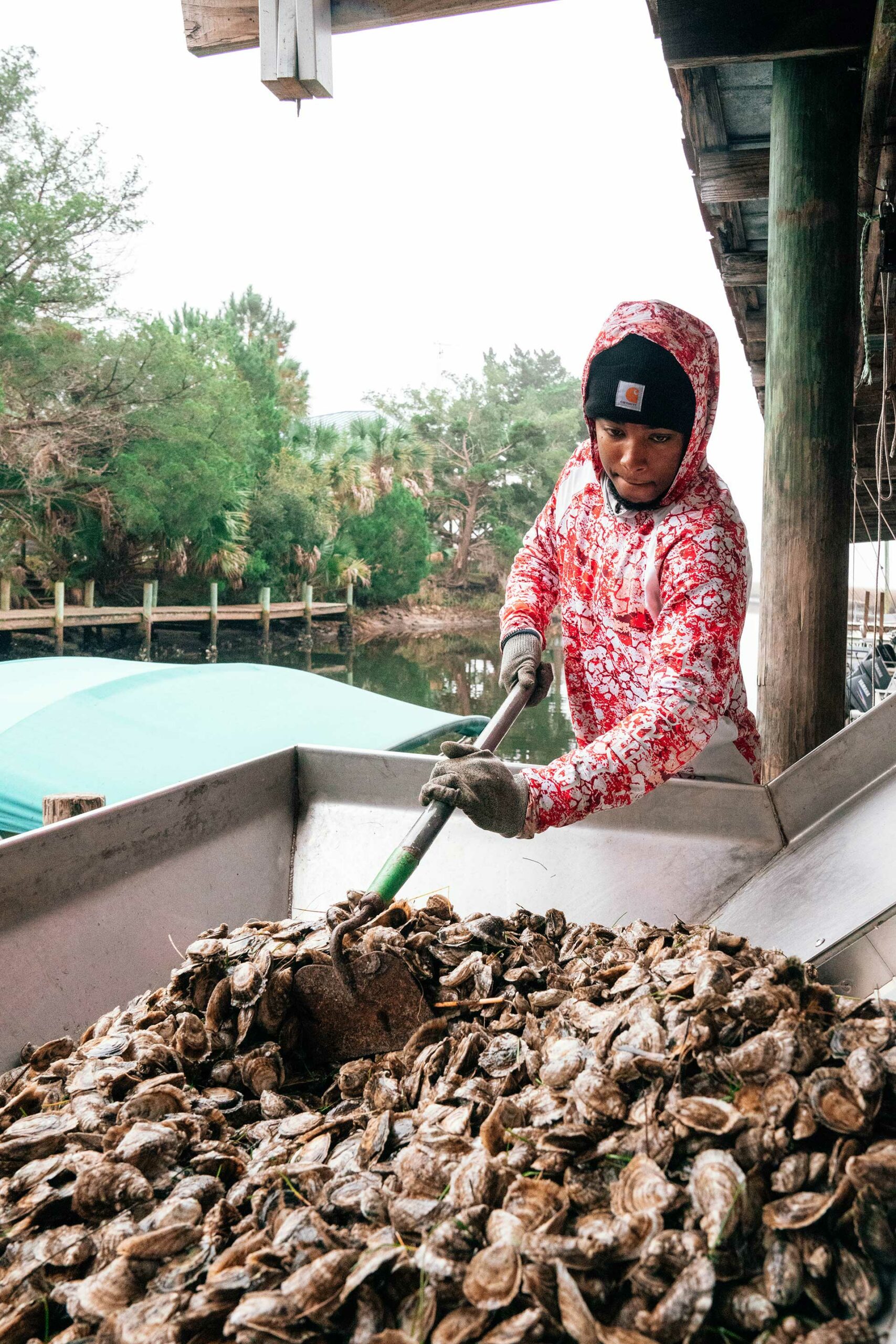 Adrian uses an old garden hoe to spread the oysters around so that they feed more easily into the tumbler, which cleans and sorts them.