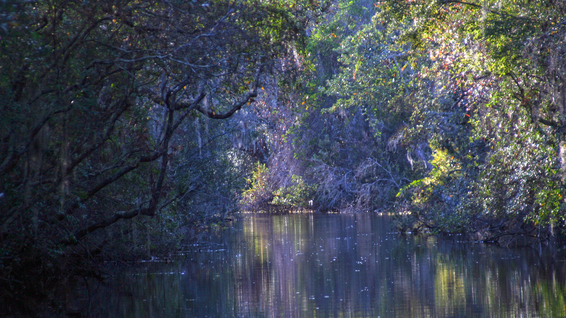 CONDENSED-cover-option-1-Okefenokee-Swamp-1920x1280-IMG_5033 Photograph by Jonathan Jackson