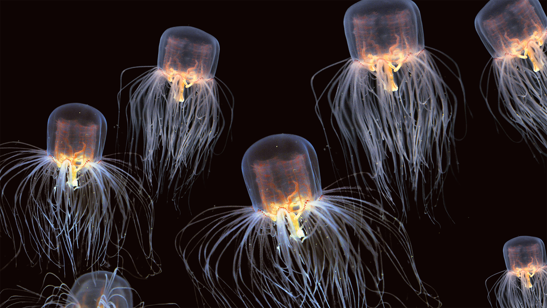CONDENSED-jelly-cover Photograph by Gino Santa Maria/Shutterstock