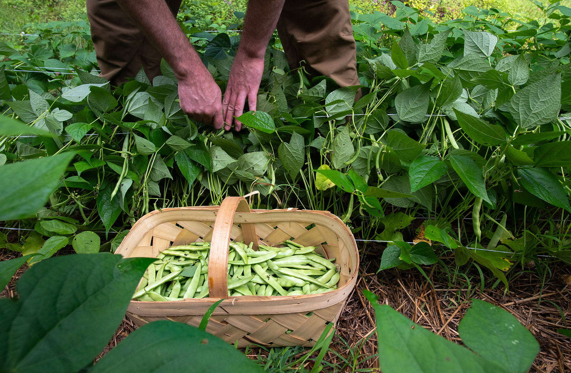 CONDENSED--David-Joy-bean-cutting CONDENSED--David-Joy-bean-cutting