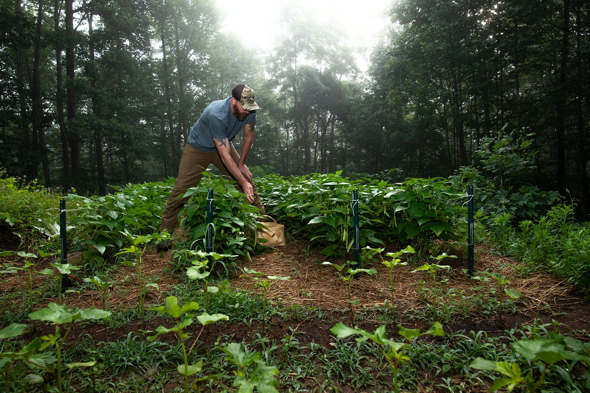 CONDENSED--David-Joy-bean-patch