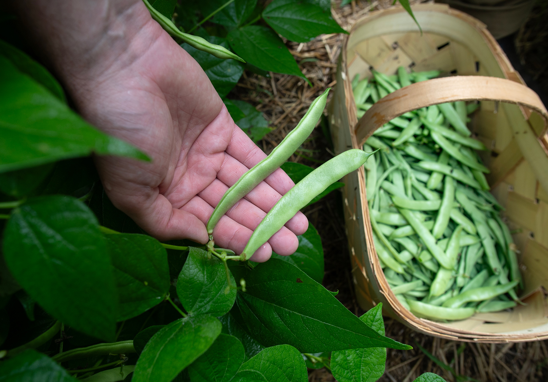 CONDENSED--David-Joy-beans-in-hand CONDENSED--David-Joy-beans-in-hand