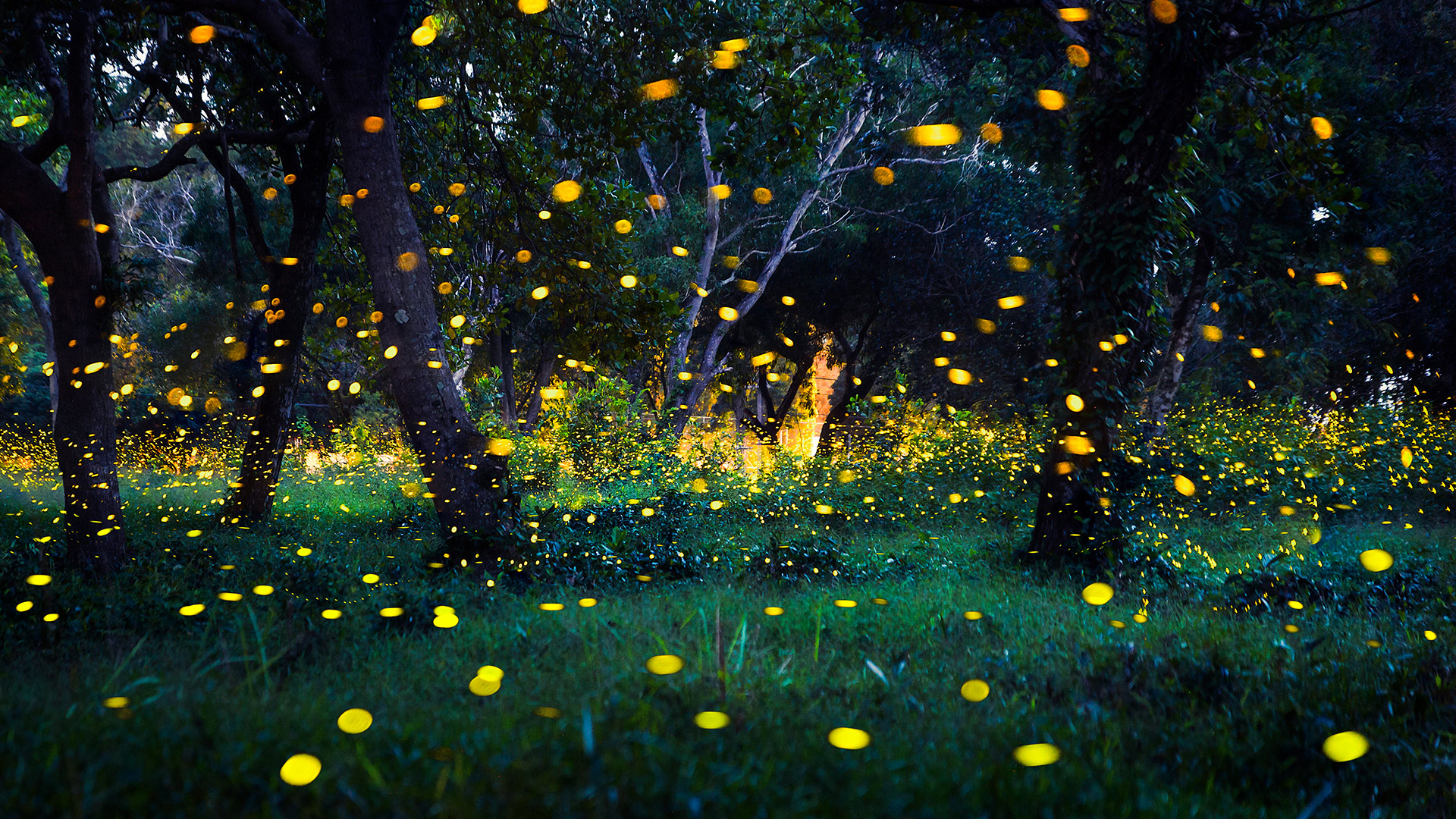 CONDENSED-fireflies1