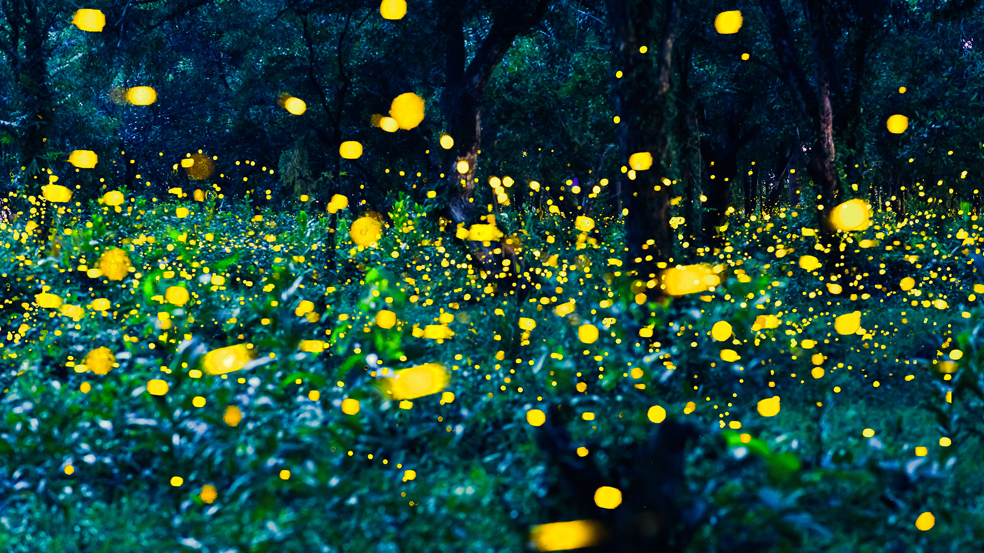 CONDENSED-fireflies3