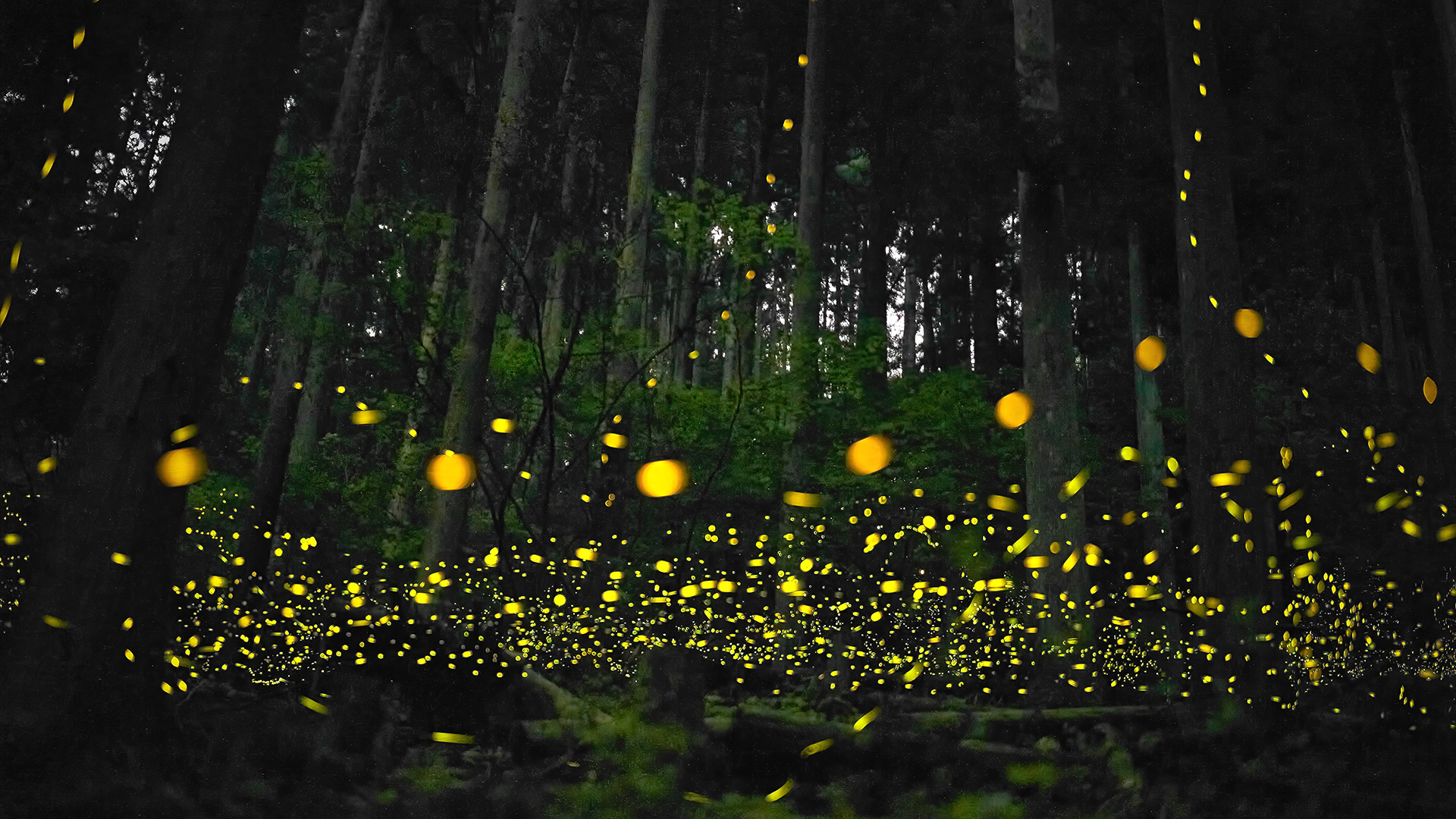 CONDENSED-fireflies4