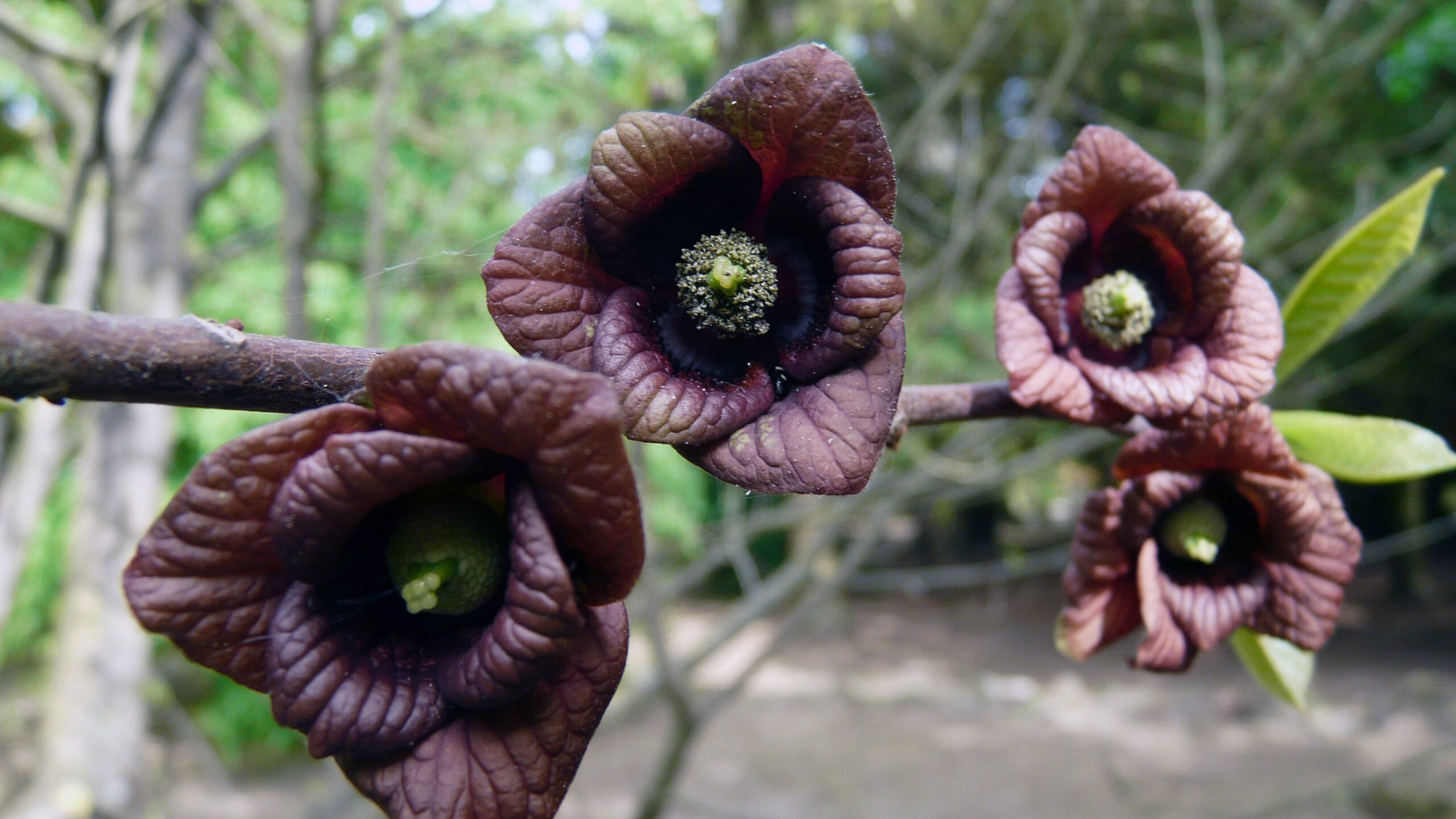 CONDENSED-paw-paw-tree