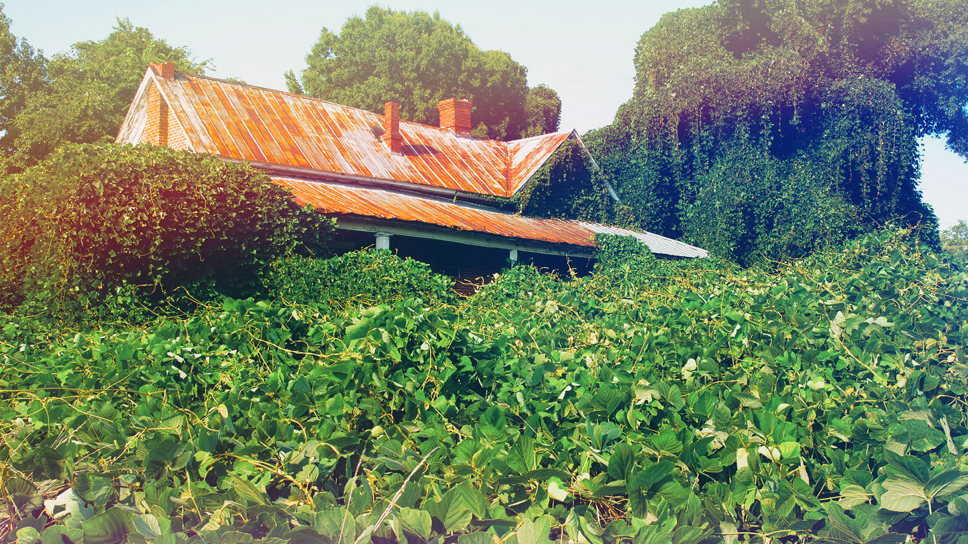 CONDENSED-kudzu CONDENSED-kudzu