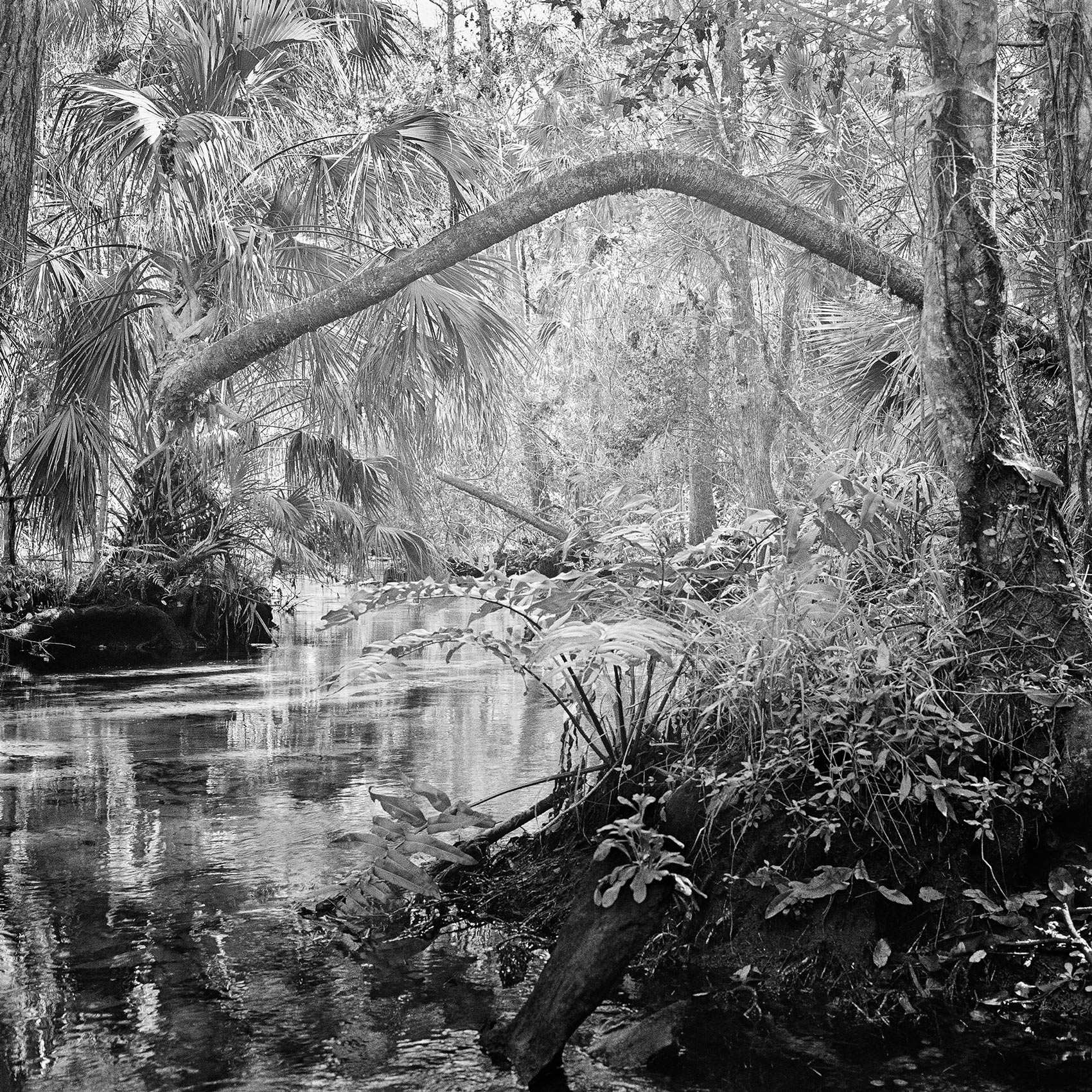 Bridge-Tree,-2004 Bridge-Tree,-2004