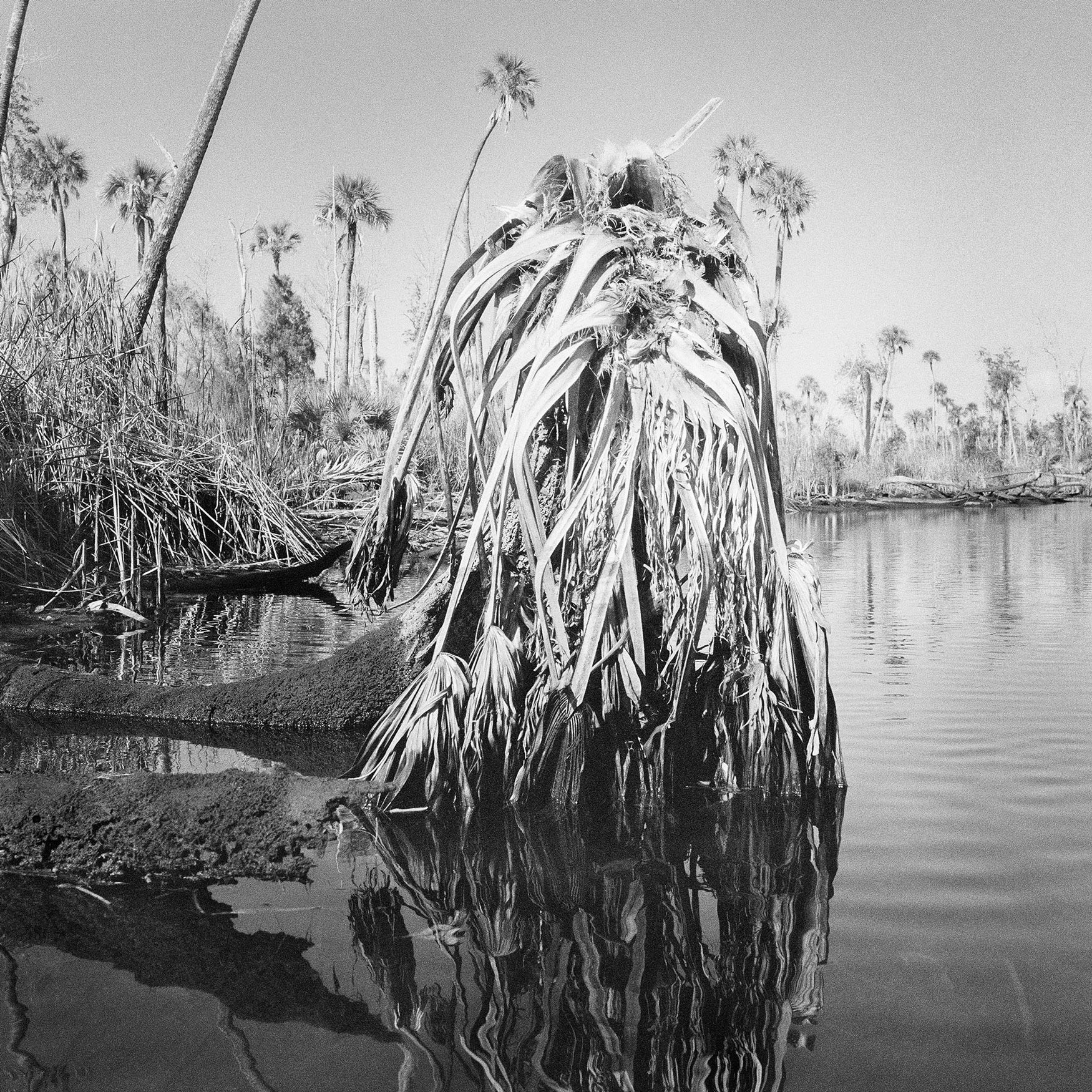 Dead-Palm-in-Creek,-2019