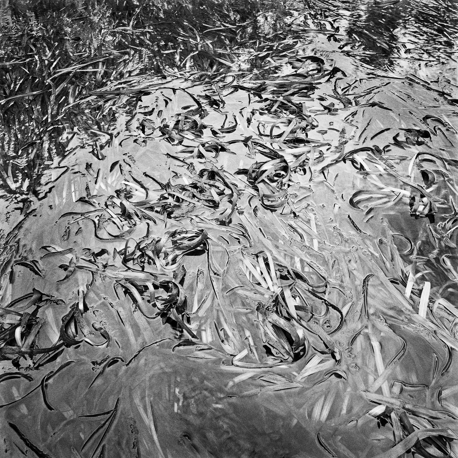 Eel-Grass,-2004 Eel-Grass,-2004