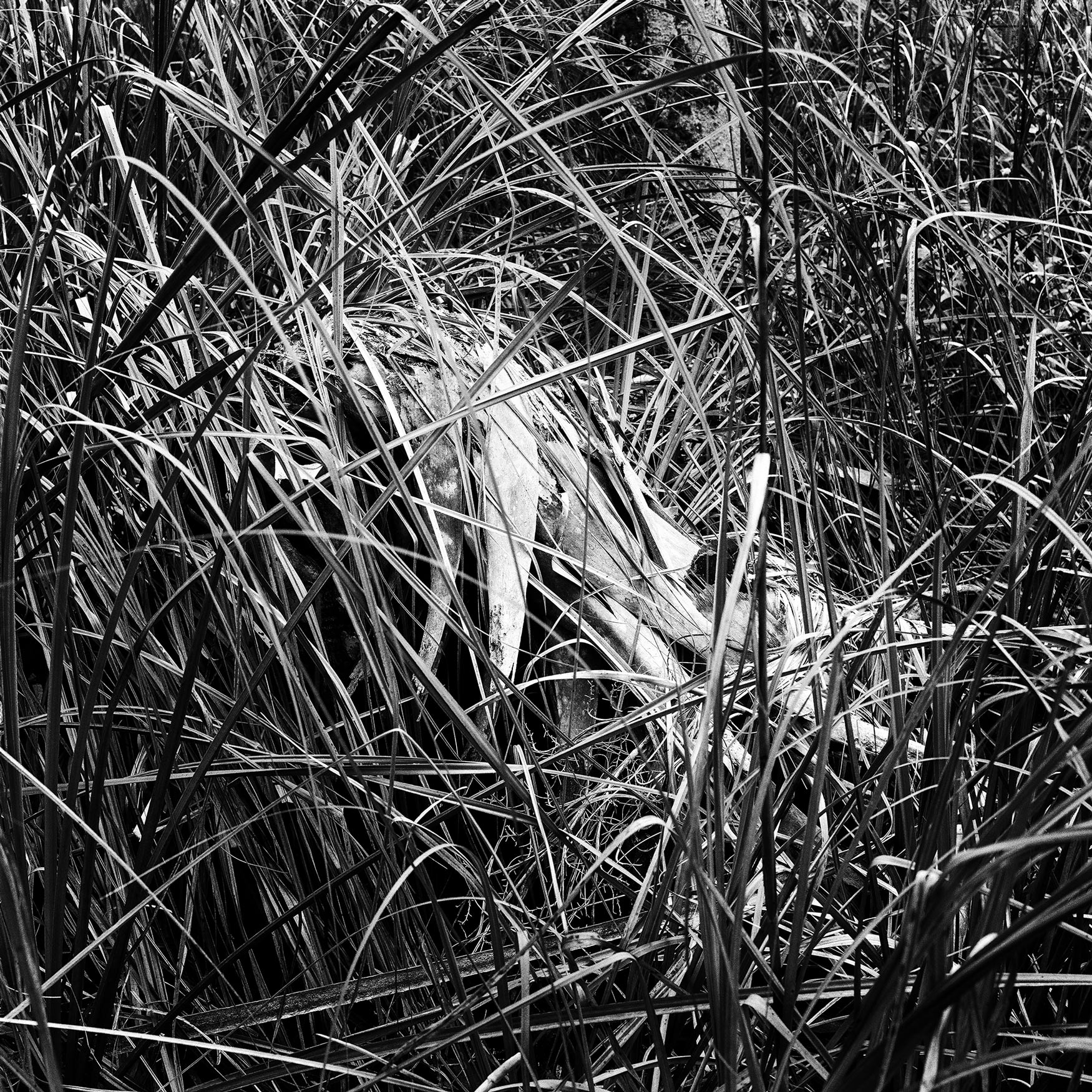 Expired-Palm-Sapling,-2019 Expired-Palm-Sapling,-2019