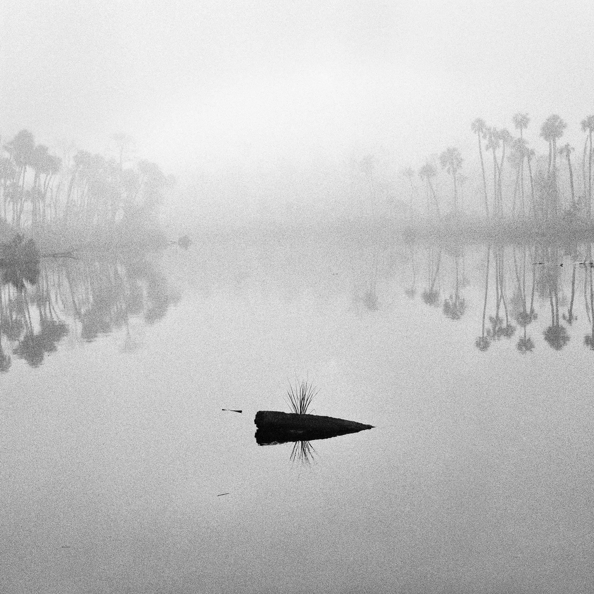 Fallen-Palm-&-Fog,-2015 Fallen-Palm-&-Fog,-2015