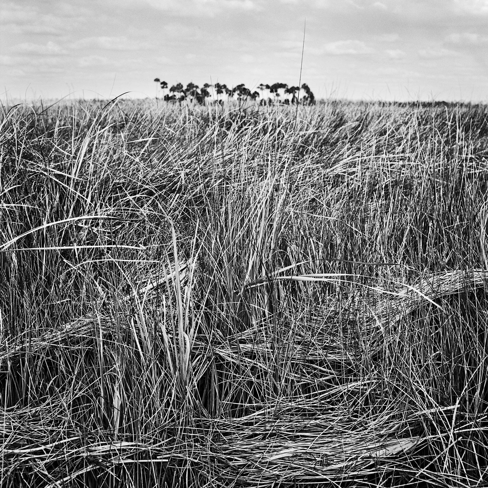 Grasses-and-Island,-2004 Grasses-and-Island,-2004