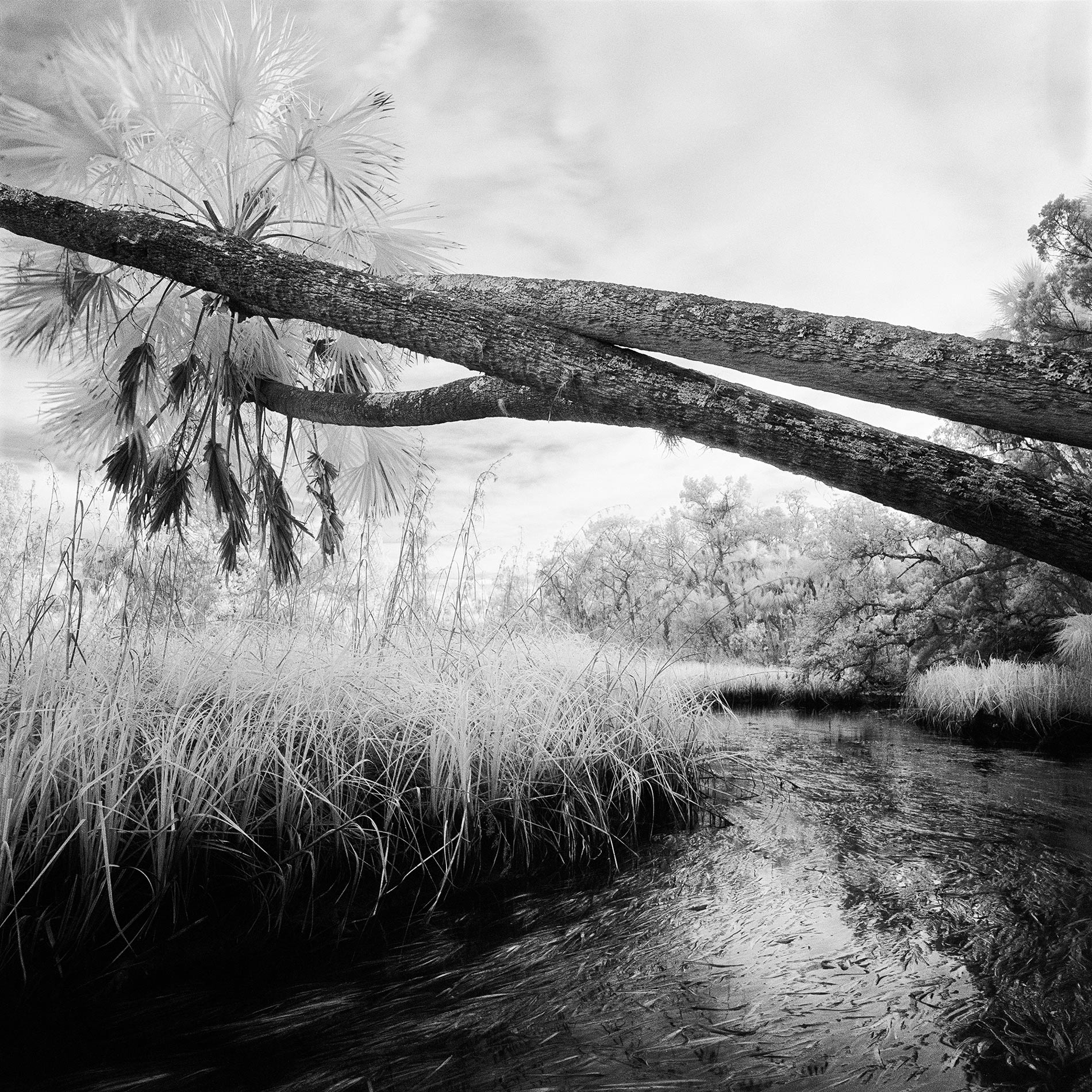 Horizontal-Palms-and-Creek,-2004