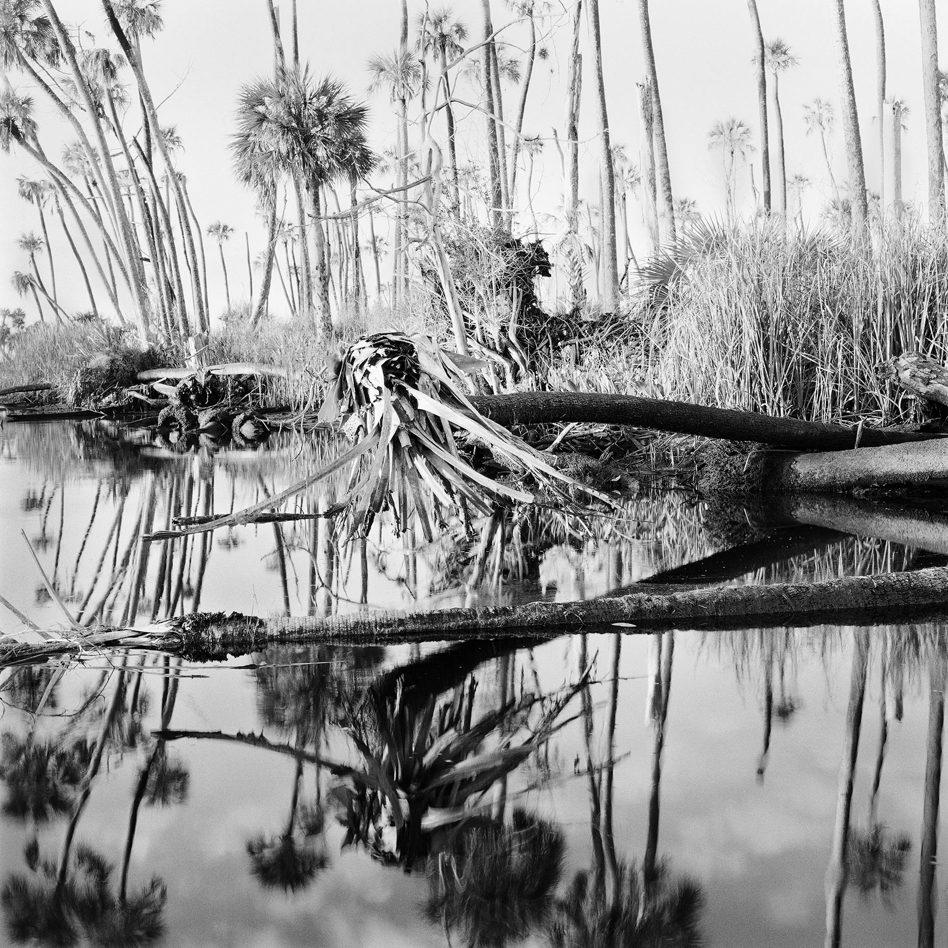 Palms-in-Creek,-2017 Palms-in-Creek,-2017