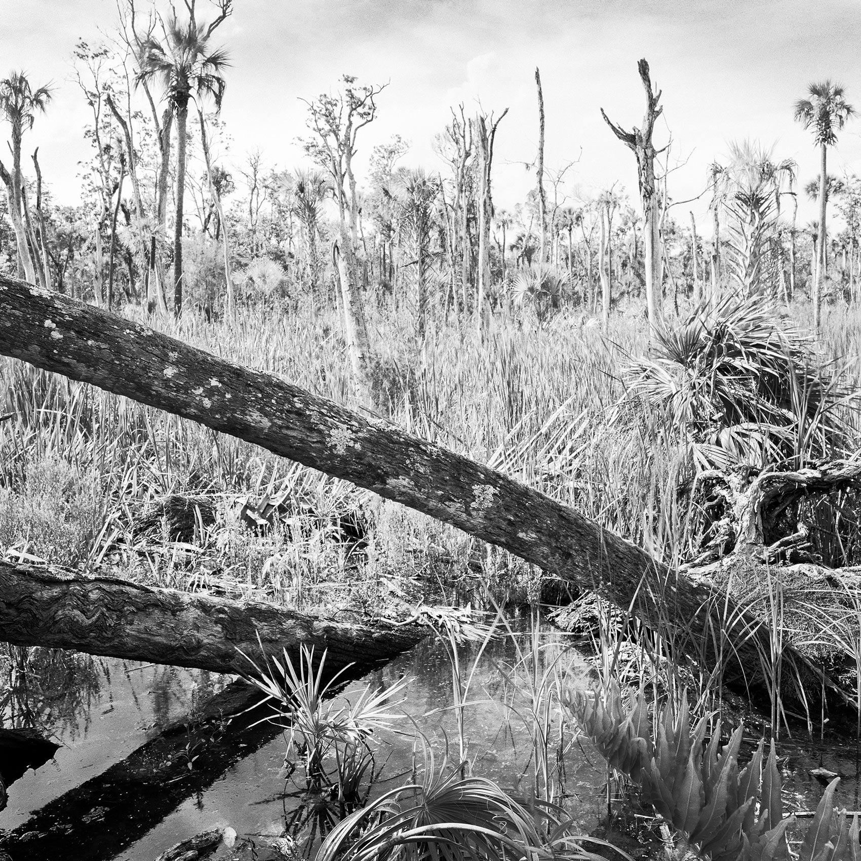 Ruined-Forest,-2015 Ruined-Forest,-2015