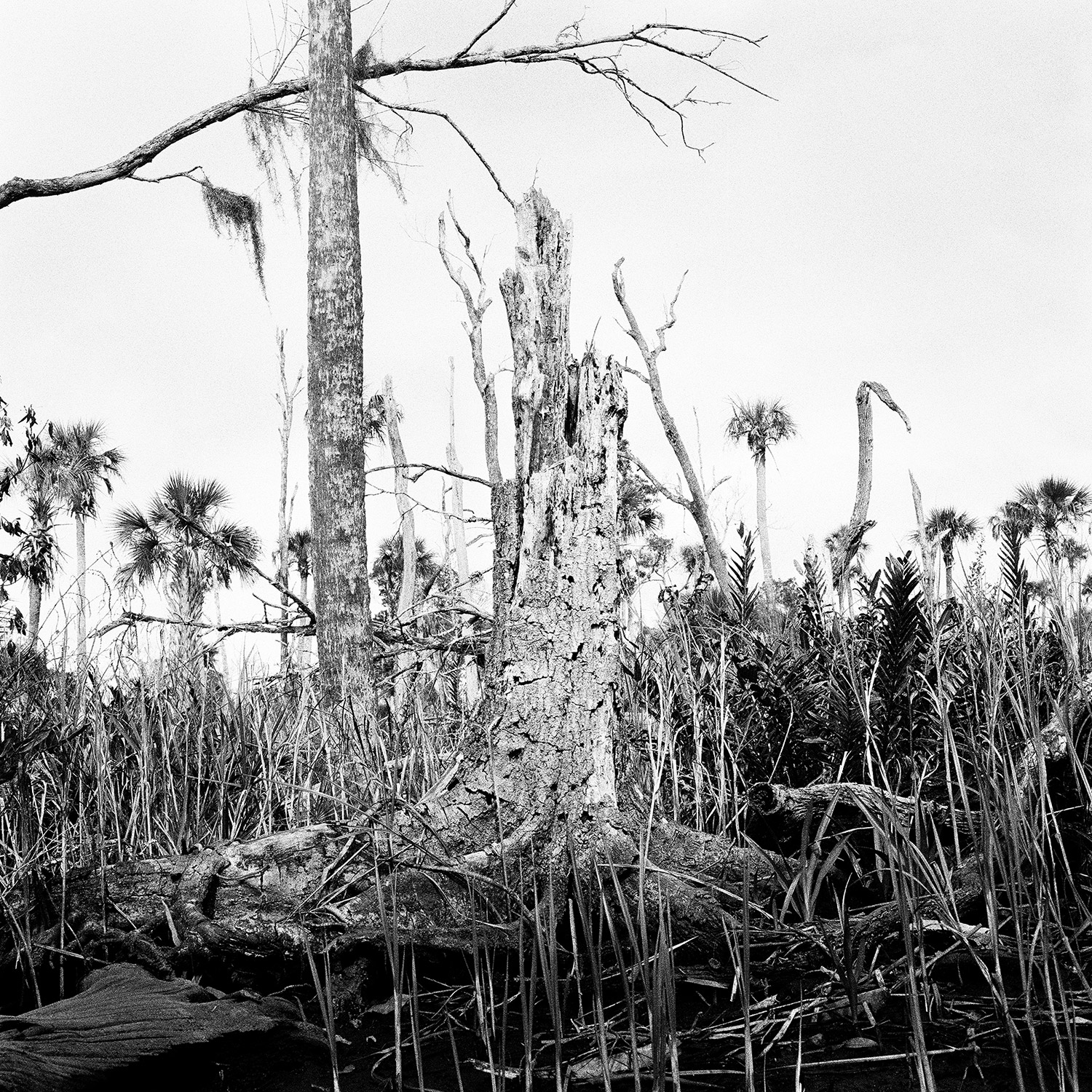 Stump-&-Dead-Trees,-2015