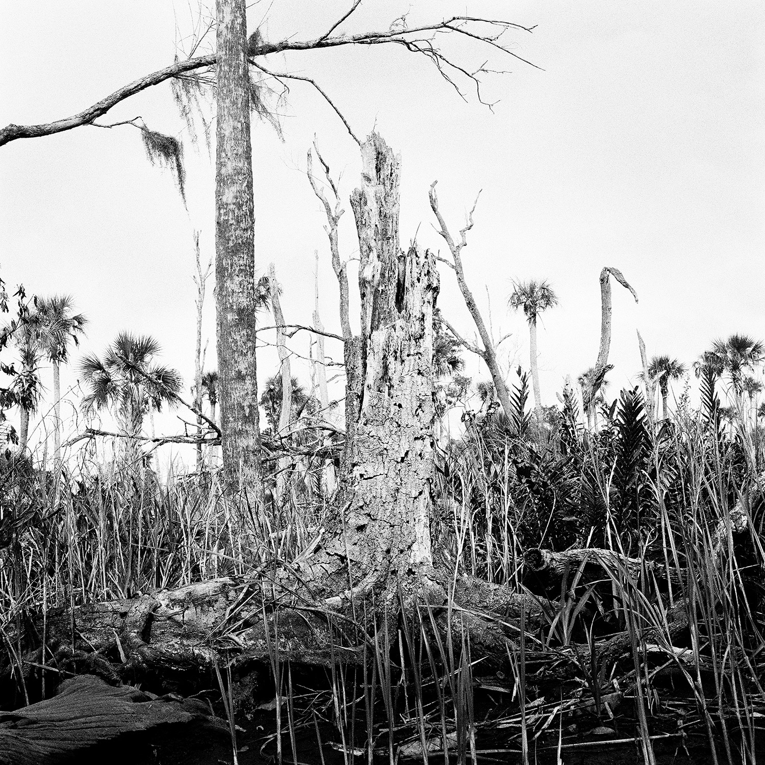 Stump-&-Dead-Trees,-2015 Stump-&-Dead-Trees,-2015