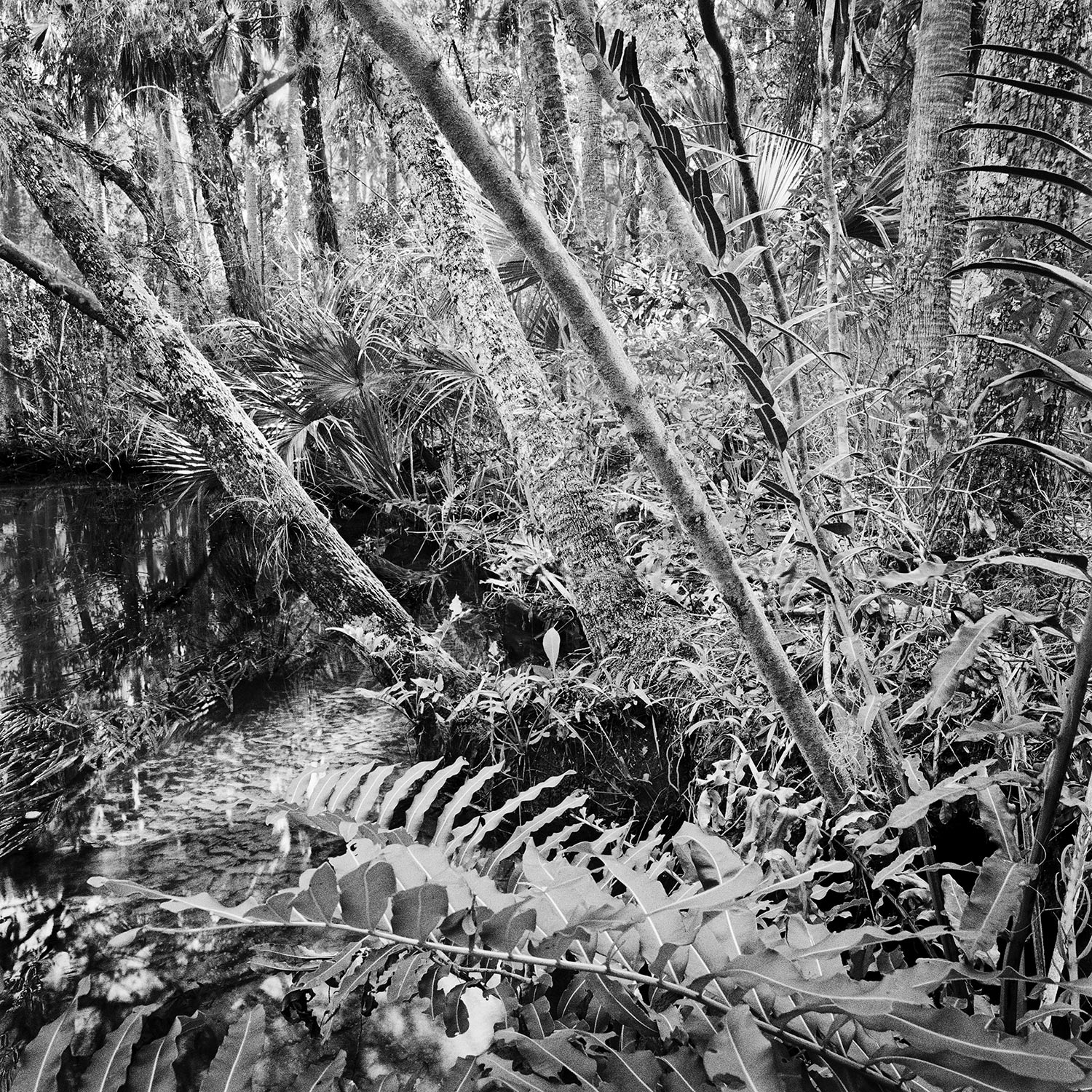 Upper-Blue-Run-Creekside,-2004 Upper-Blue-Run-Creekside,-2004