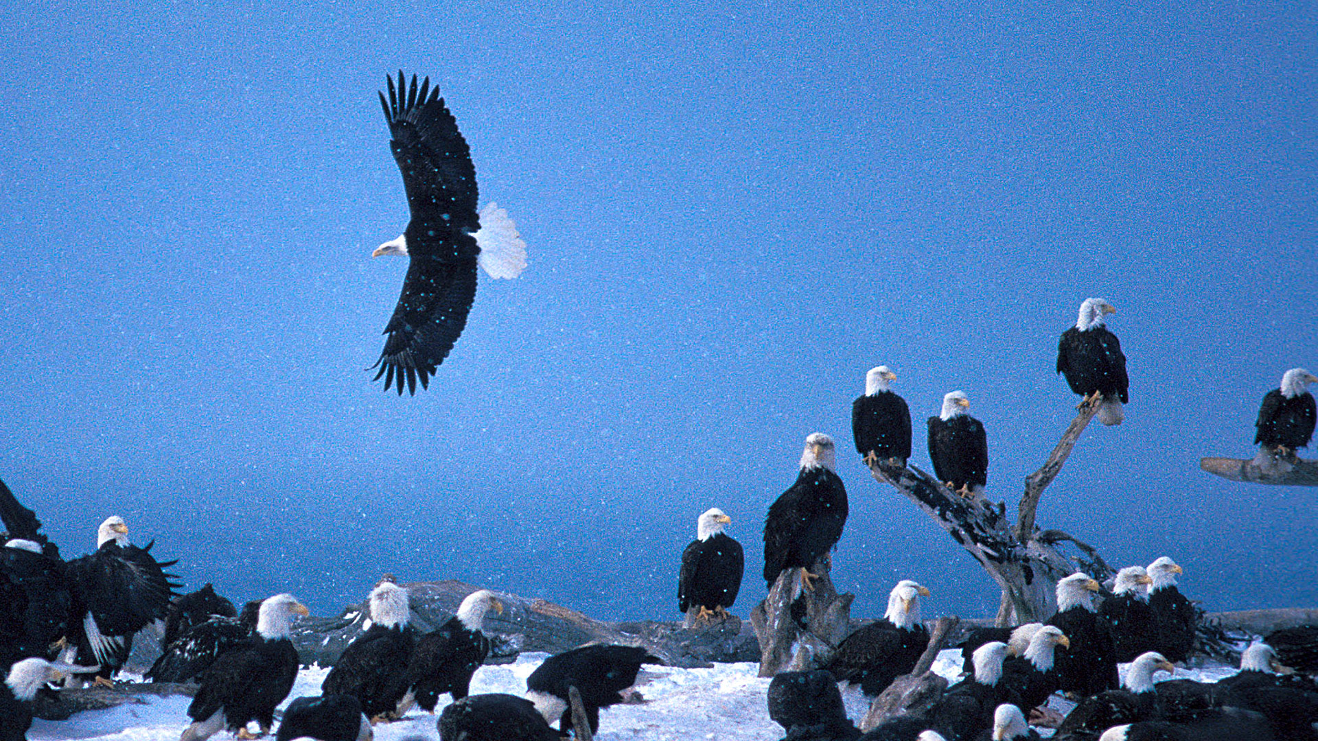 Bald eagles roosting for the winter on the Homer Spit (photograph by Bill Scott)