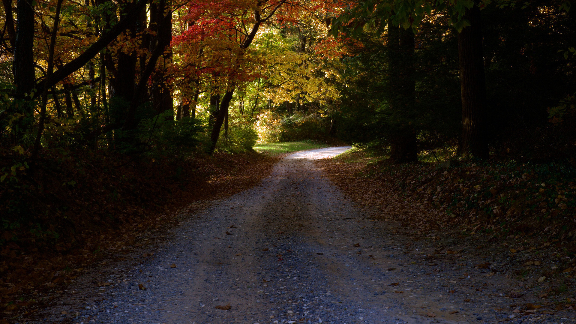 The road away from the Emerson house in northern Georgia (photograph by Stacy Reece)