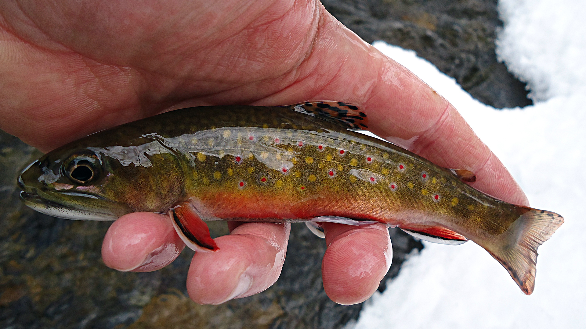 The Southern Brook Char, or Southern Brookie, or speckled trout, or just plain speck, depending on who's telling the fish story