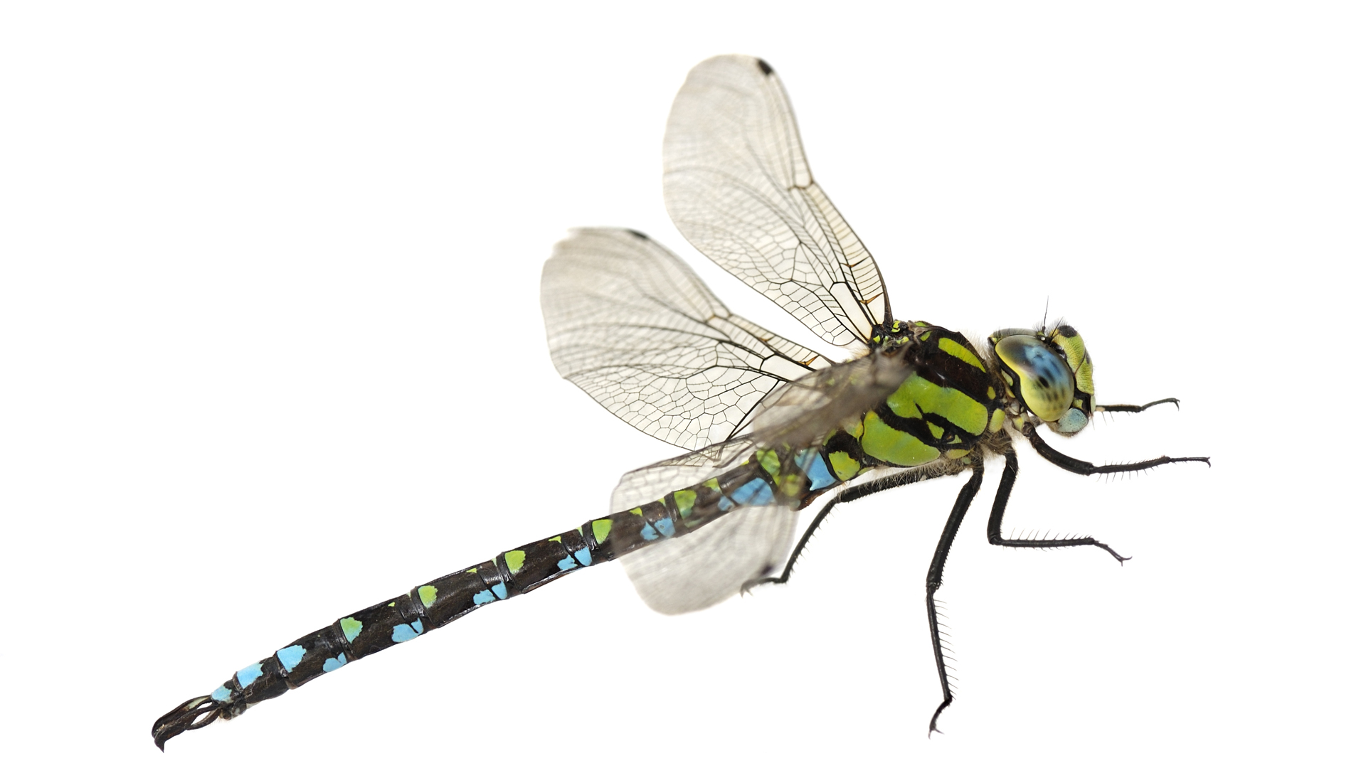 CONDENSED-dragonfly-2