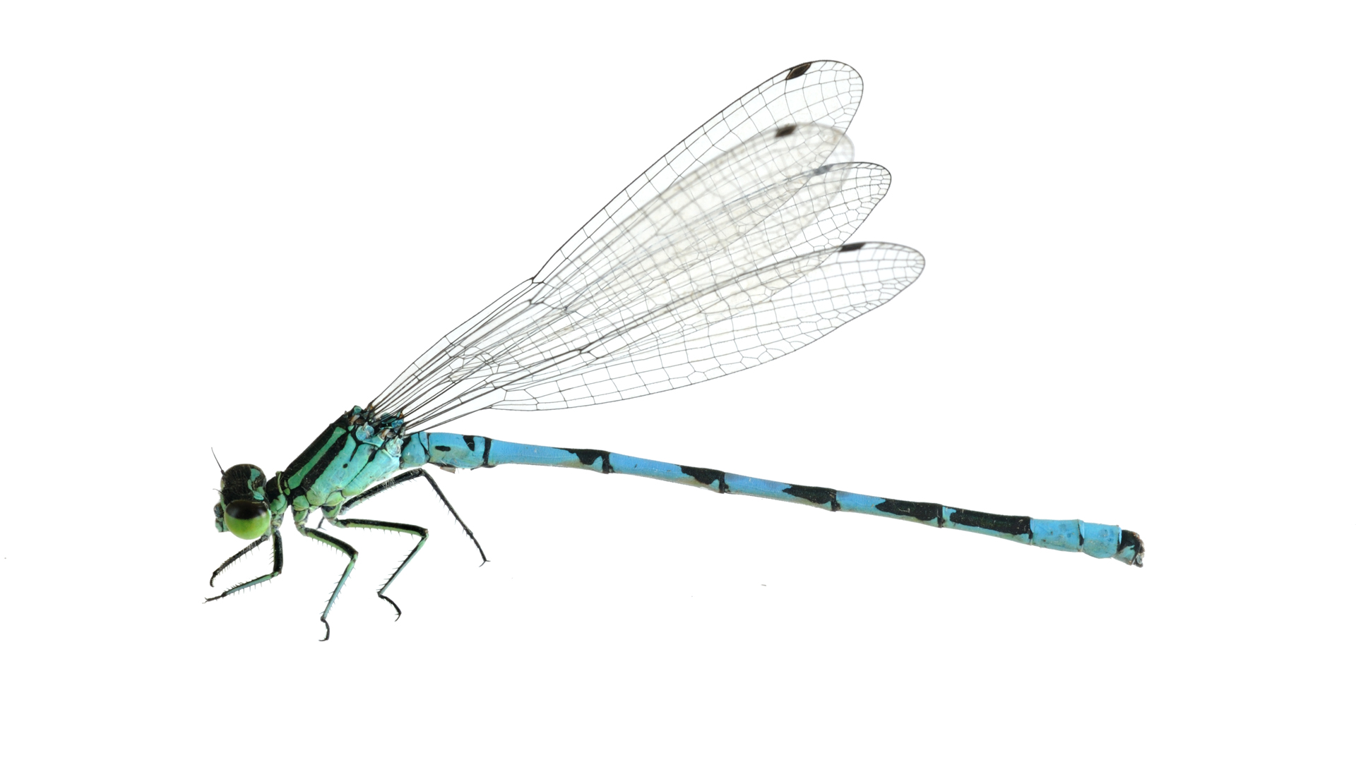 CONDENSED-dragonfly